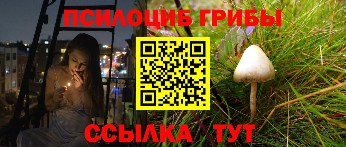Бор  Псилоцибиновые грибы Cubensis  Вход с VPN 